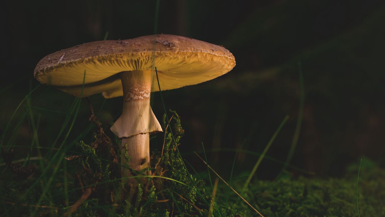 Wallpaper mushroom, amanita, fungus, grass