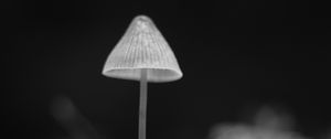 Preview wallpaper mushroom, black and white, macro, blur