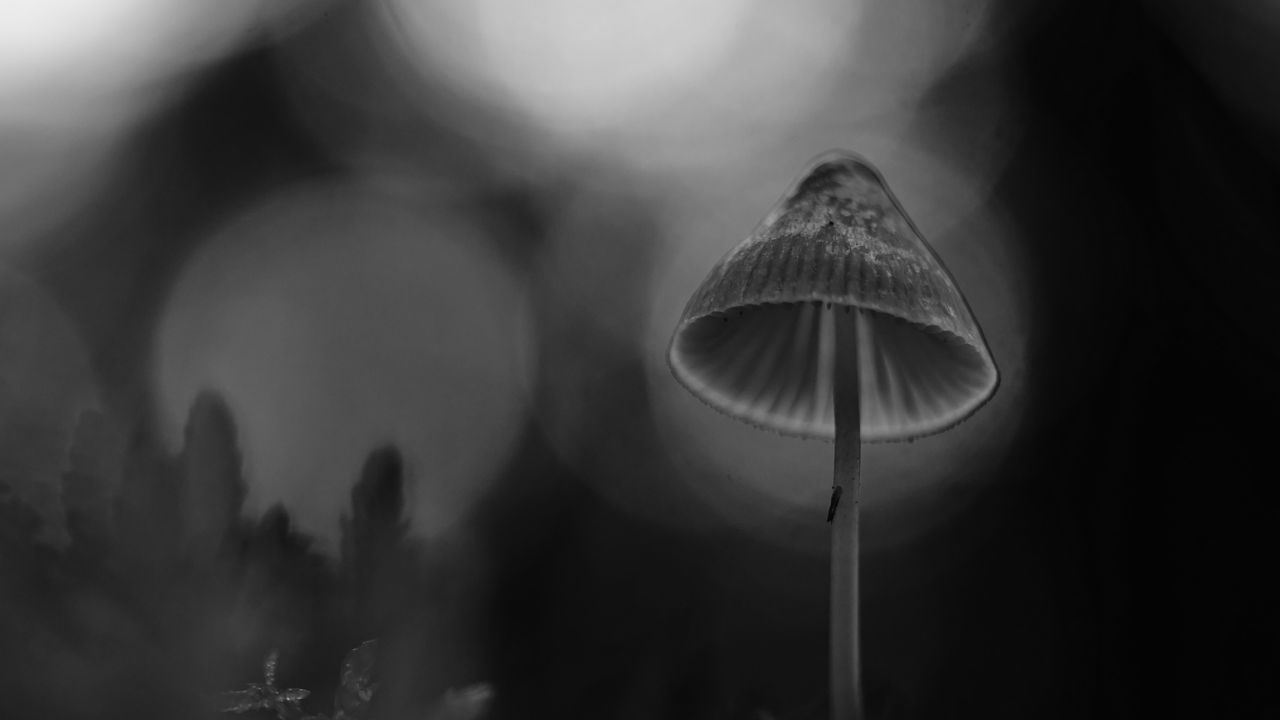 Wallpaper mushroom, black and white, macro, blur, moss hd, picture, image