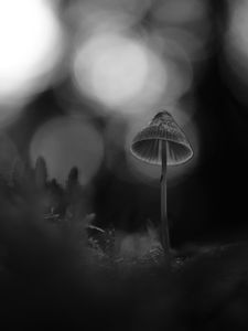 Preview wallpaper mushroom, black and white, macro, blur, moss