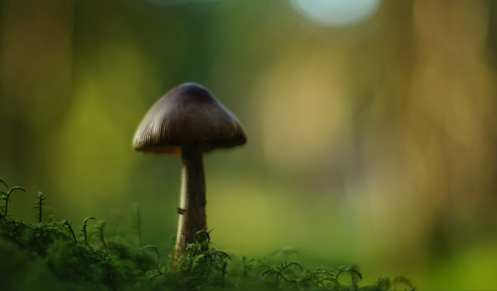 1024x600 Wallpaper mushroom, blur, moss, macro, green