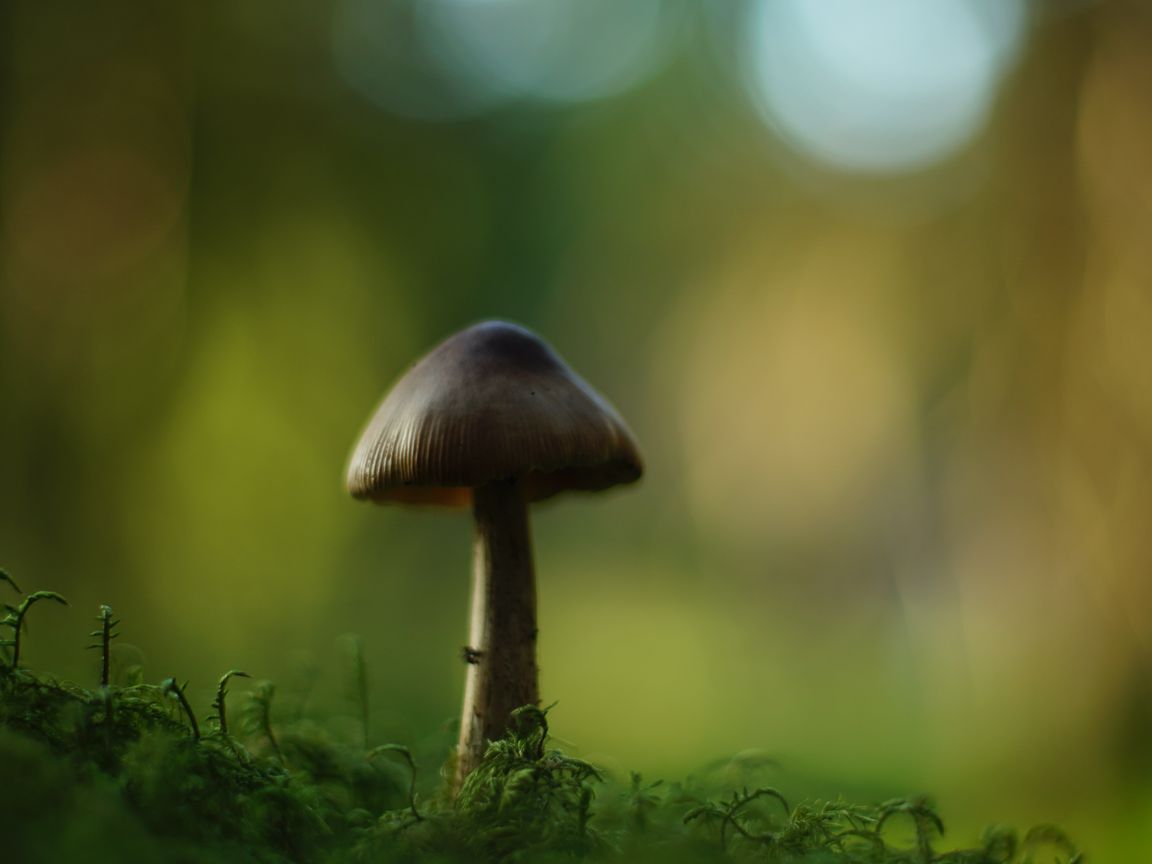 1152x864 Wallpaper mushroom, blur, moss, macro, green