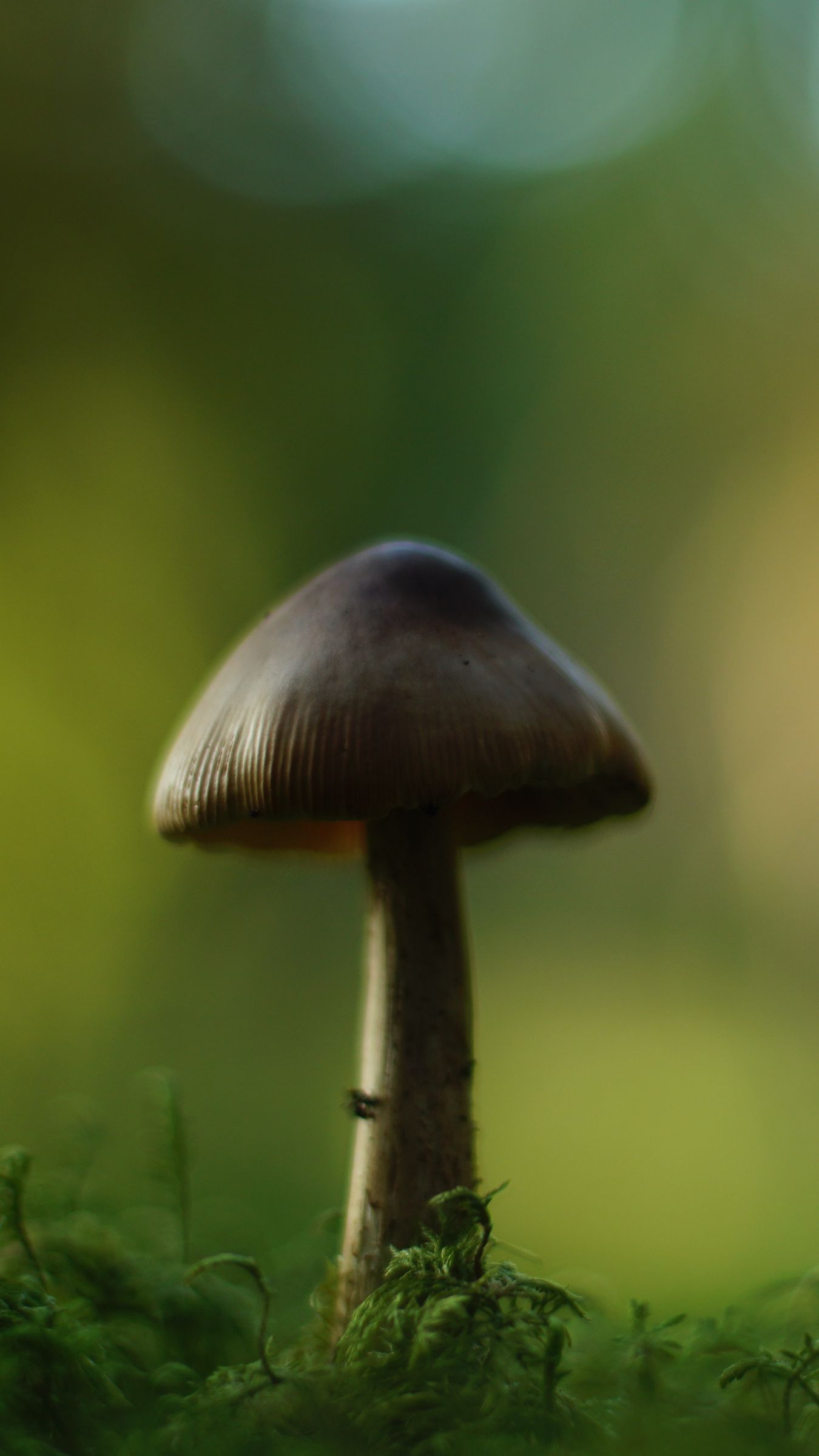 1350x2400 Wallpaper mushroom, blur, moss, macro, green