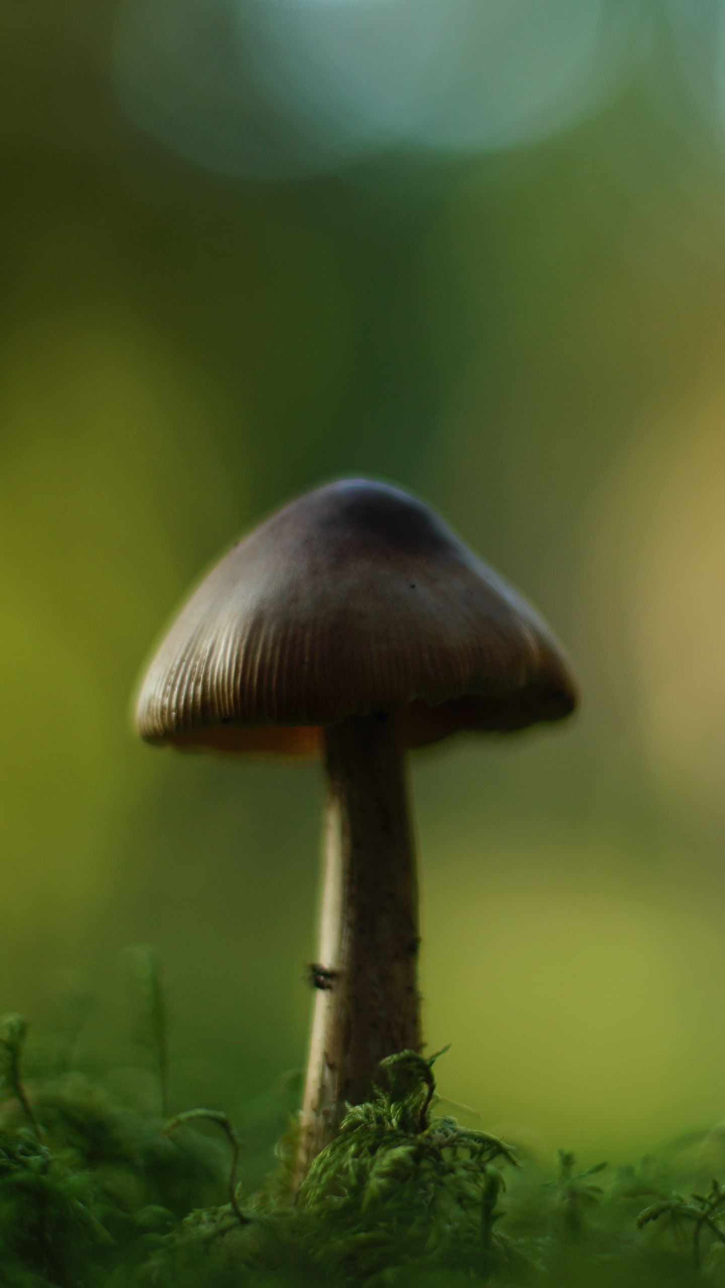 1440x2560 Wallpaper mushroom, blur, moss, macro, green