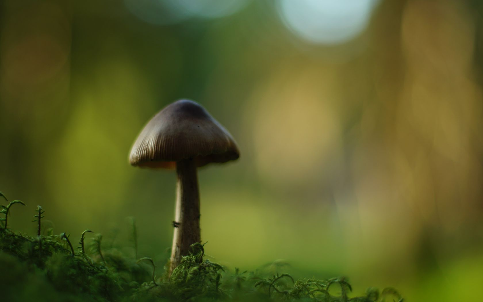 1680x1050 Wallpaper mushroom, blur, moss, macro, green