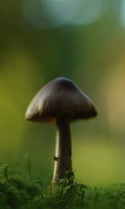 Preview wallpaper mushroom, blur, moss, macro, green