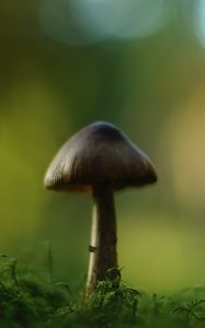 Preview wallpaper mushroom, blur, moss, macro, green