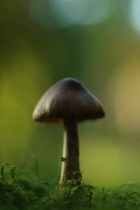 Preview wallpaper mushroom, blur, moss, macro, green
