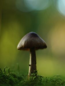 Preview wallpaper mushroom, blur, moss, macro, green