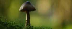 Preview wallpaper mushroom, blur, moss, macro, green