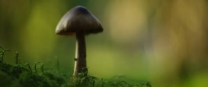 Preview wallpaper mushroom, blur, moss, macro, green
