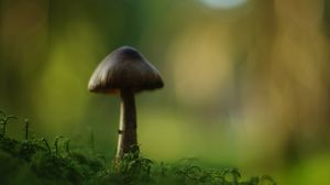 Preview wallpaper mushroom, blur, moss, macro, green
