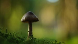 Preview wallpaper mushroom, blur, moss, macro, green