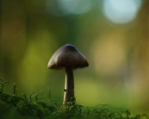 Preview wallpaper mushroom, blur, moss, macro, green