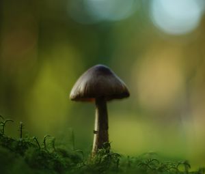 Preview wallpaper mushroom, blur, moss, macro, green