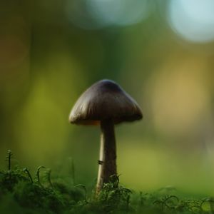 Preview wallpaper mushroom, blur, moss, macro, green