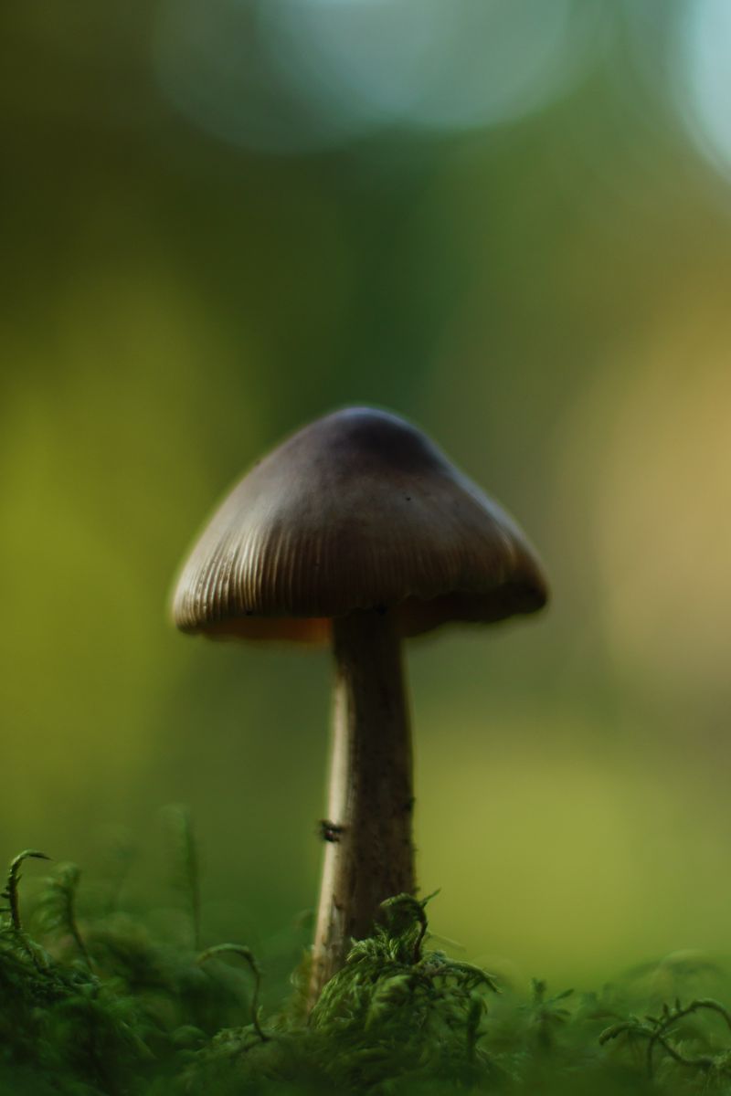 800x1200 Wallpaper mushroom, blur, moss, macro, green