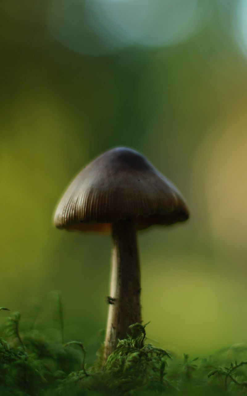 800x1280 Wallpaper mushroom, blur, moss, macro, green