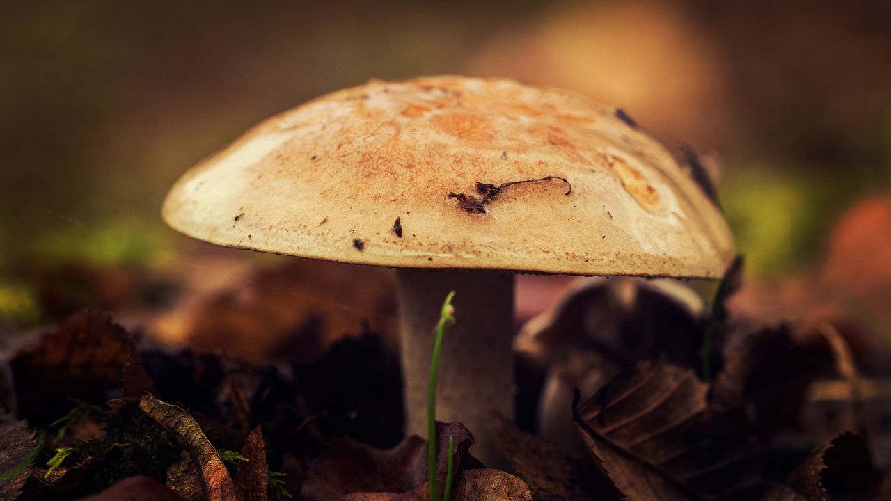 Wallpaper mushroom, close-up, autumn, foliage
