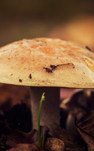 Preview wallpaper mushroom, close-up, autumn, foliage