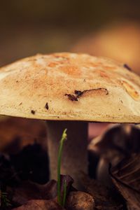 Preview wallpaper mushroom, close-up, autumn, foliage