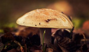 Preview wallpaper mushroom, close-up, autumn, foliage