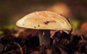 Preview wallpaper mushroom, close-up, autumn, foliage