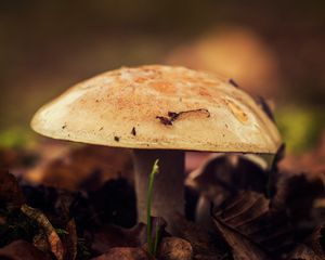 Preview wallpaper mushroom, close-up, autumn, foliage