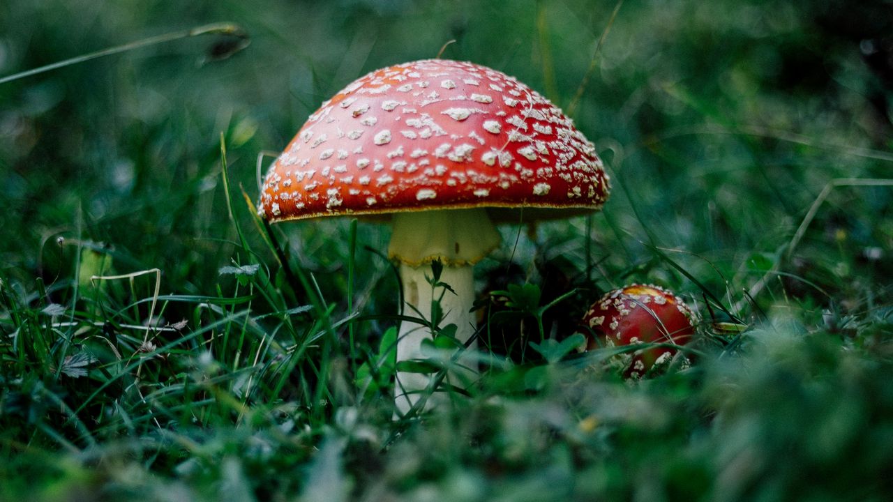 Wallpaper mushroom, fly agaric, grass, forest