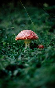 Preview wallpaper mushroom, fly agaric, grass, forest