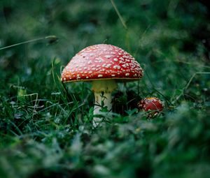 Preview wallpaper mushroom, fly agaric, grass, forest