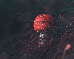 Preview wallpaper mushroom, fly agaric, grass, blur