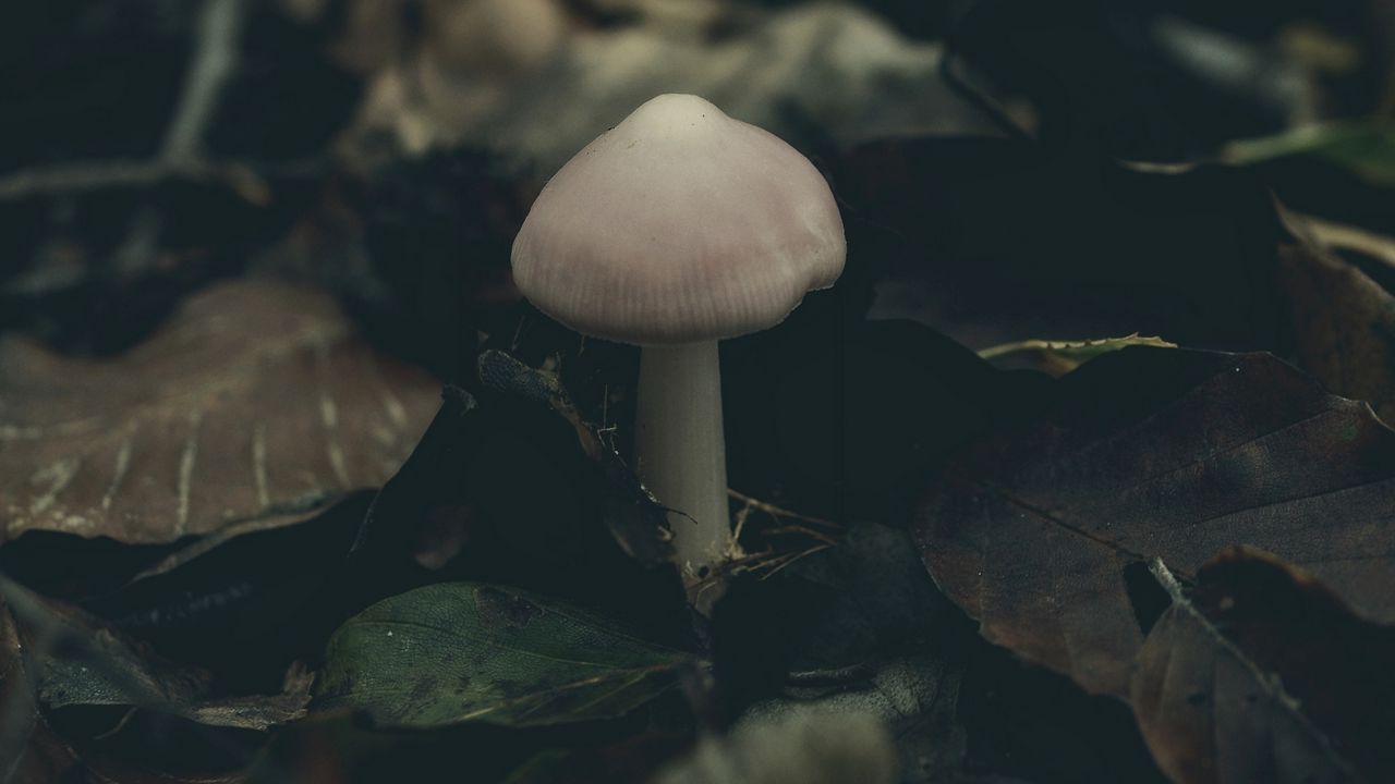 Wallpaper mushroom, foliage, autumn