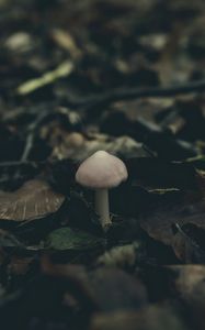 Preview wallpaper mushroom, foliage, autumn