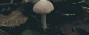 Preview wallpaper mushroom, foliage, autumn