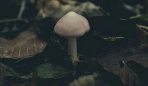 Preview wallpaper mushroom, foliage, autumn