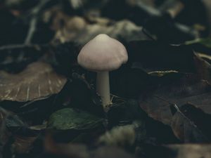 Preview wallpaper mushroom, foliage, autumn