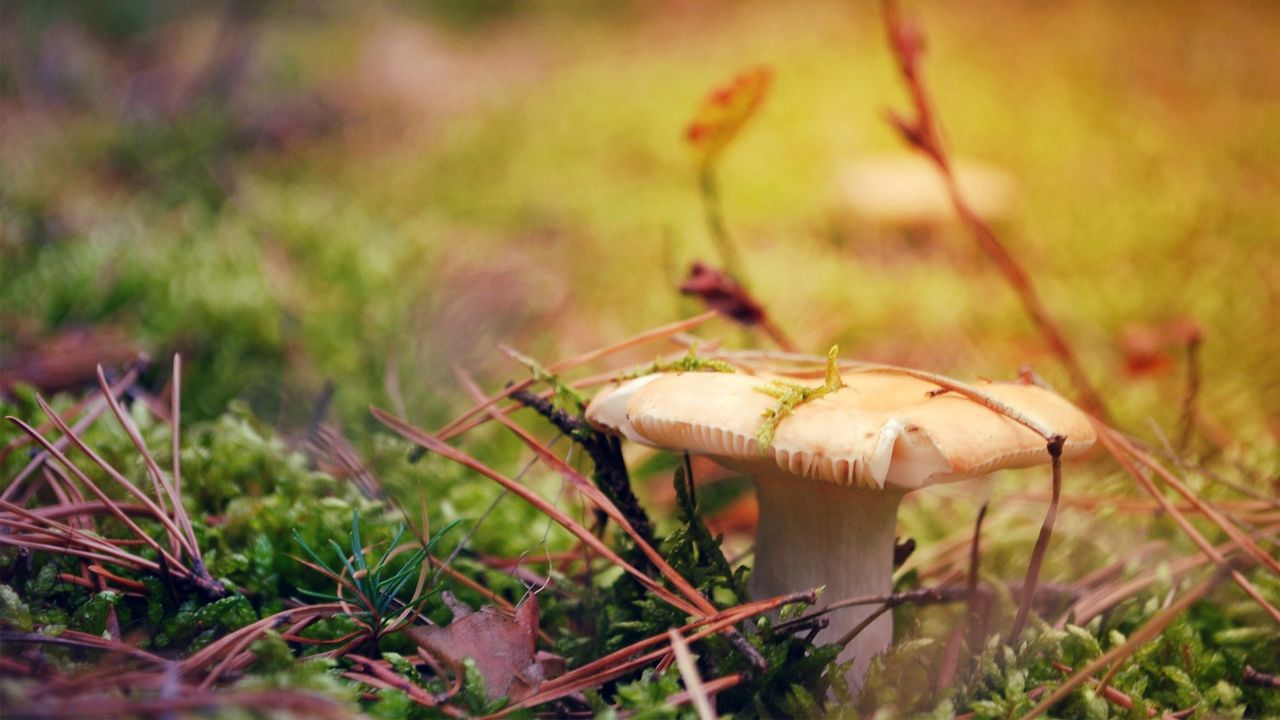 Wallpaper mushroom, grass, autumn, dry