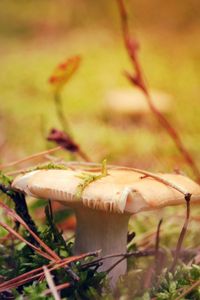 Preview wallpaper mushroom, grass, autumn, dry