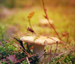 Preview wallpaper mushroom, grass, autumn, dry