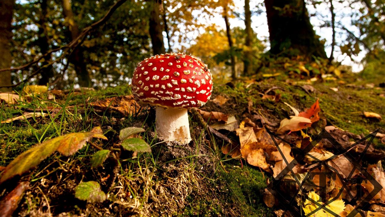 Wallpaper mushroom, grass, autumn