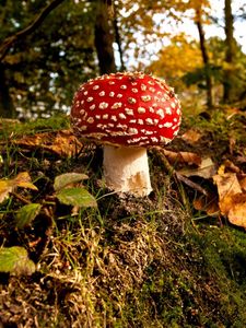 Preview wallpaper mushroom, grass, autumn