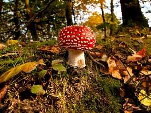 Preview wallpaper mushroom, grass, autumn
