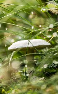 Preview wallpaper mushroom, grass, drops, rain, macro