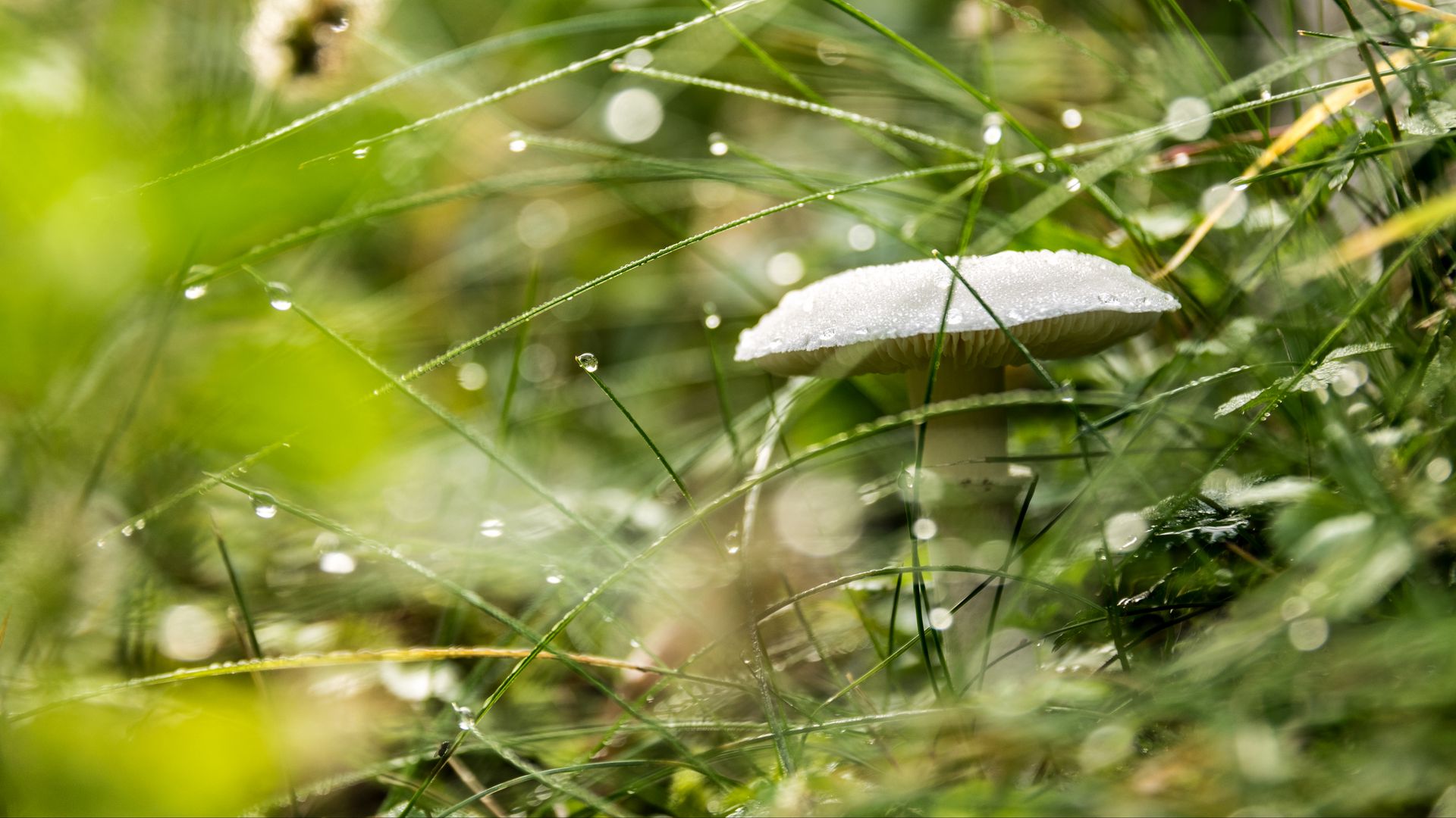 Download wallpaper 1920x1080 mushroom, grass, drops, rain, macro full ...