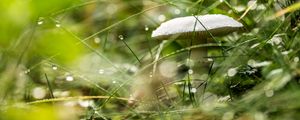 Preview wallpaper mushroom, grass, drops, rain, macro
