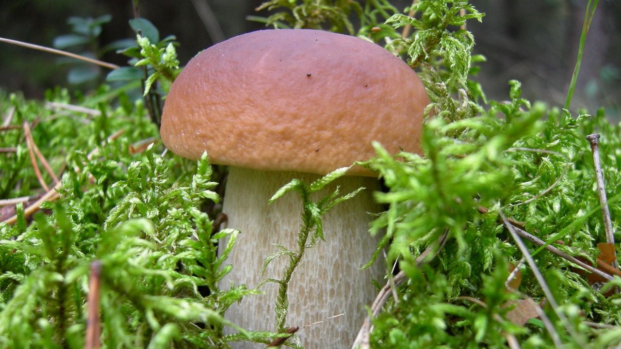 Wallpaper mushroom, grass, food