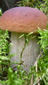 Preview wallpaper mushroom, grass, food