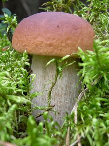 Preview wallpaper mushroom, grass, food