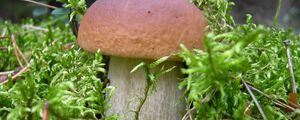 Preview wallpaper mushroom, grass, food